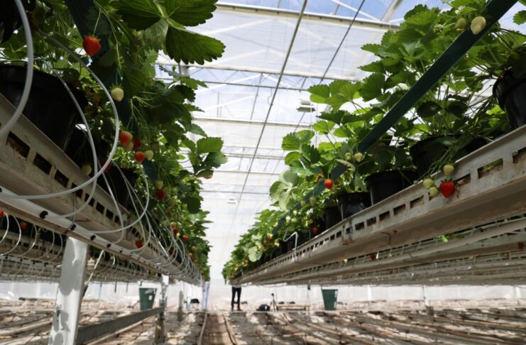 Wsparcie na działania badawczo-rozwojowe i inwestycyjne w rolnictwie