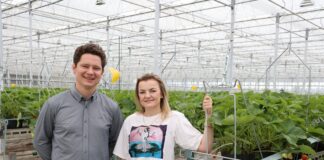 Były róże są truskawki