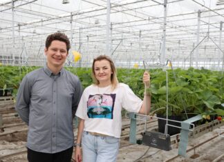 Były róże są truskawki