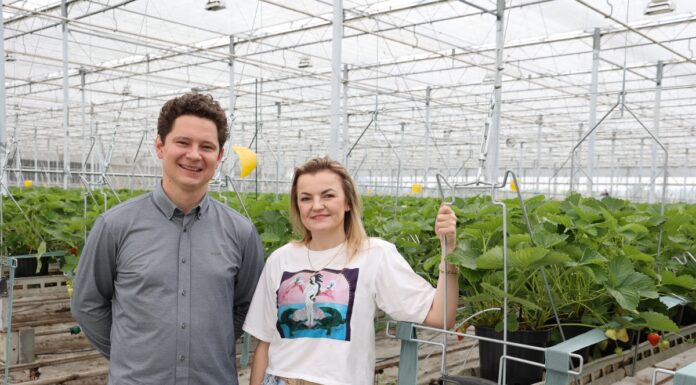 Były róże są truskawki