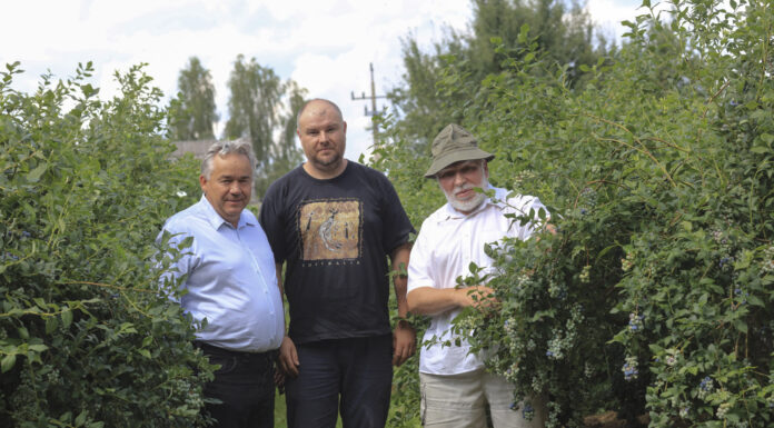 Borówka w Matcze. Biostymulacja stała się standardem