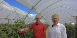 Ochrona malin jesiennych przed i w czasie kwitnienia – kluczowe zabiegi i środki ochrony