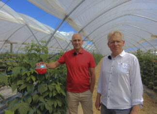 Ochrona malin jesiennych przed i w czasie kwitnienia – kluczowe zabiegi i środki ochrony