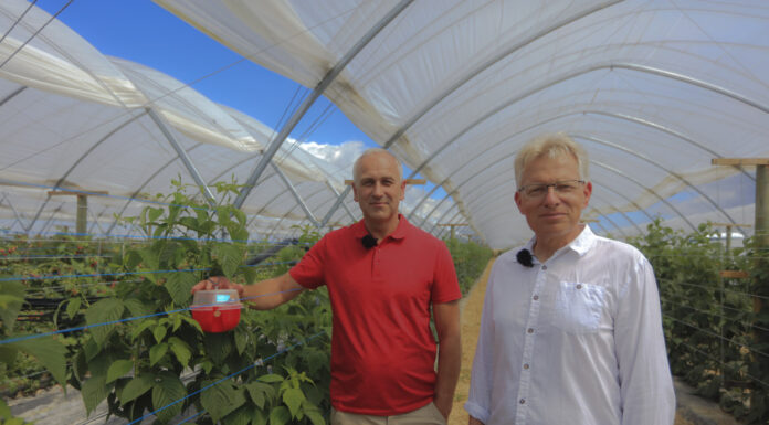 Ochrona malin jesiennych przed i w czasie kwitnienia – kluczowe zabiegi i środki ochrony