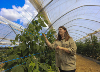 Skuteczna ochrona malin przed przędziorkiem i zastosowanie produktu ENCERA