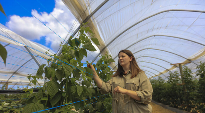 Skuteczna ochrona malin przed przędziorkiem i zastosowanie produktu ENCERA