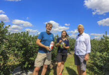 Strategia dla muszki plamoskrzydłej (Drosophila suzukii) w borówce: zapobieganie, przywabianie, zwalczanie