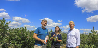 Strategia dla muszki plamoskrzydłej (Drosophila suzukii) w borówce: zapobieganie, przywabianie, zwalczanie