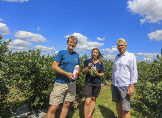 Strategia dla muszki plamoskrzydłej (Drosophila suzukii) w borówce: zapobieganie, przywabianie, zwalczanie