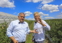 Naturalna biostymulacja borówki: technologia i naturalne wyciągi roślinne