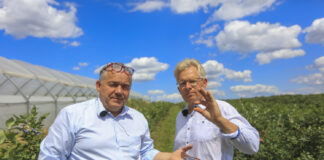 Naturalna biostymulacja borówki: technologia i naturalne wyciągi roślinne