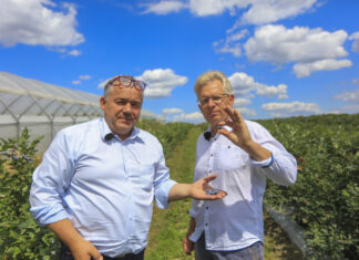 Naturalna biostymulacja borówki: technologia i naturalne wyciągi roślinne