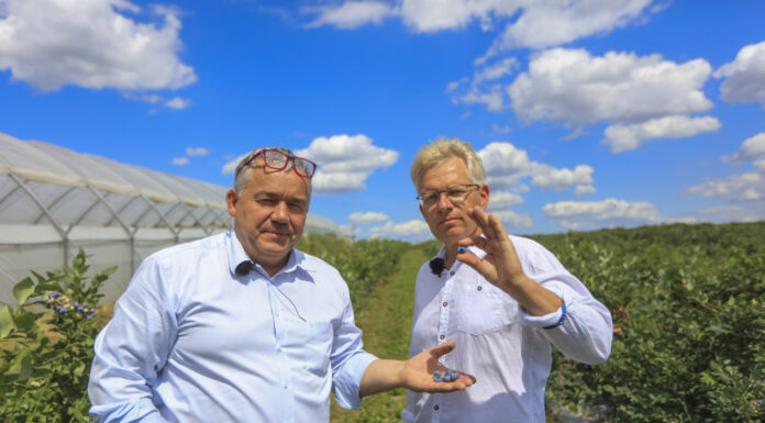 Naturalna biostymulacja borówki: technologia i naturalne wyciągi roślinne