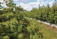 Jak dobrze przygotować plantację malin letnich do plonowania w kolejnym sezonie?