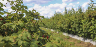 Jak dobrze przygotować plantację malin letnich do plonowania w kolejnym sezonie?