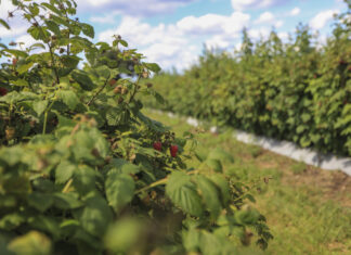 Jak dobrze przygotować plantację malin letnich do plonowania w kolejnym sezonie?