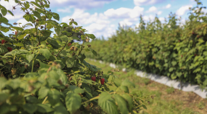 Jak dobrze przygotować plantację malin letnich do plonowania w kolejnym sezonie?