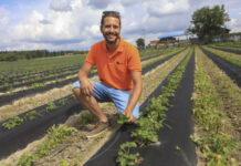 Jak zadbać o plantację truskawek po zbiorach? Porady Michała Malickiego z UPL Polska