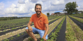 Jak zadbać o plantację truskawek po zbiorach? Porady Michała Malickiego z UPL Polska