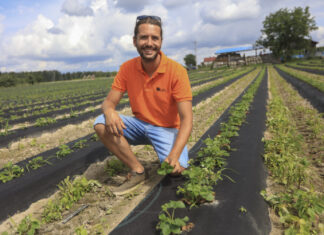 Jak zadbać o plantację truskawek po zbiorach? Porady Michała Malickiego z UPL Polska