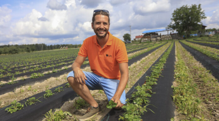 Jak zadbać o plantację truskawek po zbiorach? Porady Michała Malickiego z UPL Polska