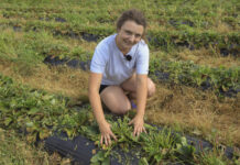 Zalecenia nawozowe dla plantacji truskawek po koszeniu liści i po posadzeniu