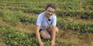 Zalecenia nawozowe dla plantacji truskawek po koszeniu liści i po posadzeniu