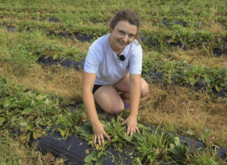 Zalecenia nawozowe dla plantacji truskawek po koszeniu liści i po posadzeniu