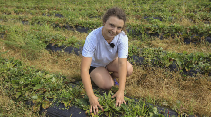 Zalecenia nawozowe dla plantacji truskawek po koszeniu liści i po posadzeniu