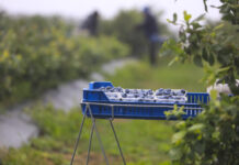 Rynek borówki w końcówce lipca 2025: podaż rośnie, ceny spadają, ale …