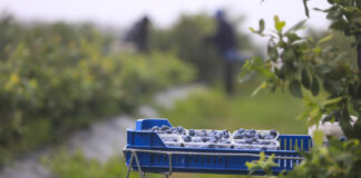 Rynek borówki w końcówce lipca 2025: podaż rośnie, ceny spadają, ale …