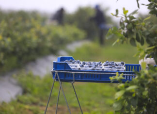 Rynek borówki w końcówce lipca 2025: podaż rośnie, ceny spadają, ale …