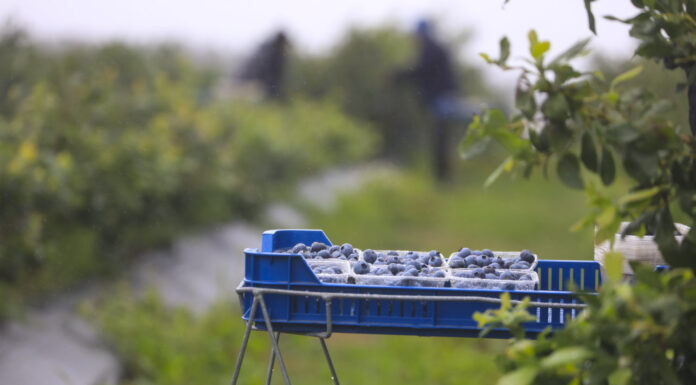Rynek borówki w końcówce lipca 2025: podaż rośnie, ceny spadają, ale …