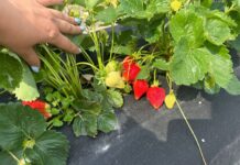 Nowa plantacja w projekcie Truskawkowe Inspiracje – testujemy dwa typy sadzonek i nowe technologie