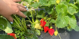 Nowa plantacja w projekcie Truskawkowe Inspiracje – testujemy dwa typy sadzonek i nowe technologie