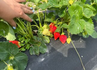 Nowa plantacja w projekcie Truskawkowe Inspiracje – testujemy dwa typy sadzonek i nowe technologie