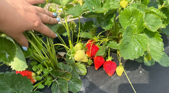 Nowa plantacja w projekcie Truskawkowe Inspiracje – testujemy dwa typy sadzonek i nowe technologie