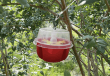 Muszka plamoskrzydła – jak ją zwalczać? muszka plamoskrzydła