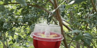 Muszka plamoskrzydła – jak ją zwalczać? muszka plamoskrzydła