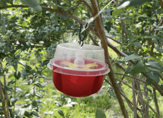 Muszka plamoskrzydła – jak ją zwalczać? muszka plamoskrzydła