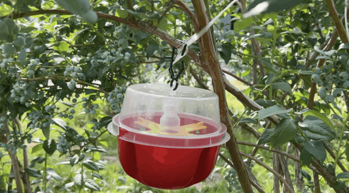 Muszka plamoskrzydła – jak ją zwalczać? muszka plamoskrzydła