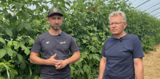 Poprawa kondycji malin dzięki biopreparatom – doświadczenia z gospodarstwa w Karczmiskach