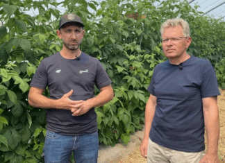 Poprawa kondycji malin dzięki biopreparatom – doświadczenia z gospodarstwa w Karczmiskach