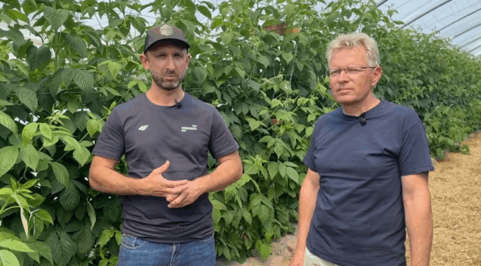 Poprawa kondycji malin dzięki biopreparatom – doświadczenia z gospodarstwa w Karczmiskach