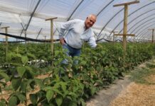 Mikroorganizmy w walce ze zmęczeniem gleby