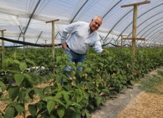 Mikroorganizmy w walce ze zmęczeniem gleby