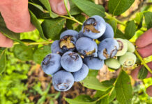 Drosophila suzukii – wysoki poziom ryzyka! Zagrożenie dla borówki i malin