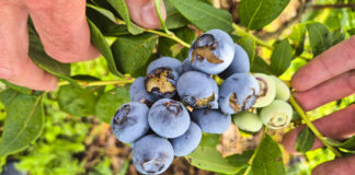 Drosophila suzukii – wysoki poziom ryzyka! Zagrożenie dla borówki i malin