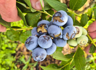 Drosophila suzukii – wysoki poziom ryzyka! Zagrożenie dla borówki i malin