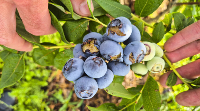 Drosophila suzukii – wysoki poziom ryzyka! Zagrożenie dla borówki i malin